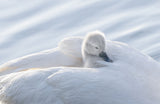 baby swan Poster och Canvastavla