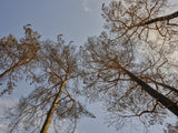 burnt trees in the forest Poster och Canvastavla