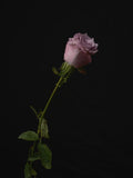 Pink Rose Poster och Canvastavla