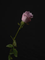 Pink Rose Poster och Canvastavla
