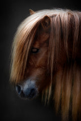 pony shetland portrait Poster och Canvastavla