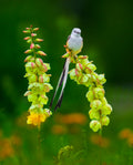Scissor-tailed Flycatcher and Flowers Poster och Canvastavla
