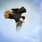 Taking Flight Poster och Canvastavla