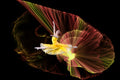 Dance with light Poster och Canvastavla
