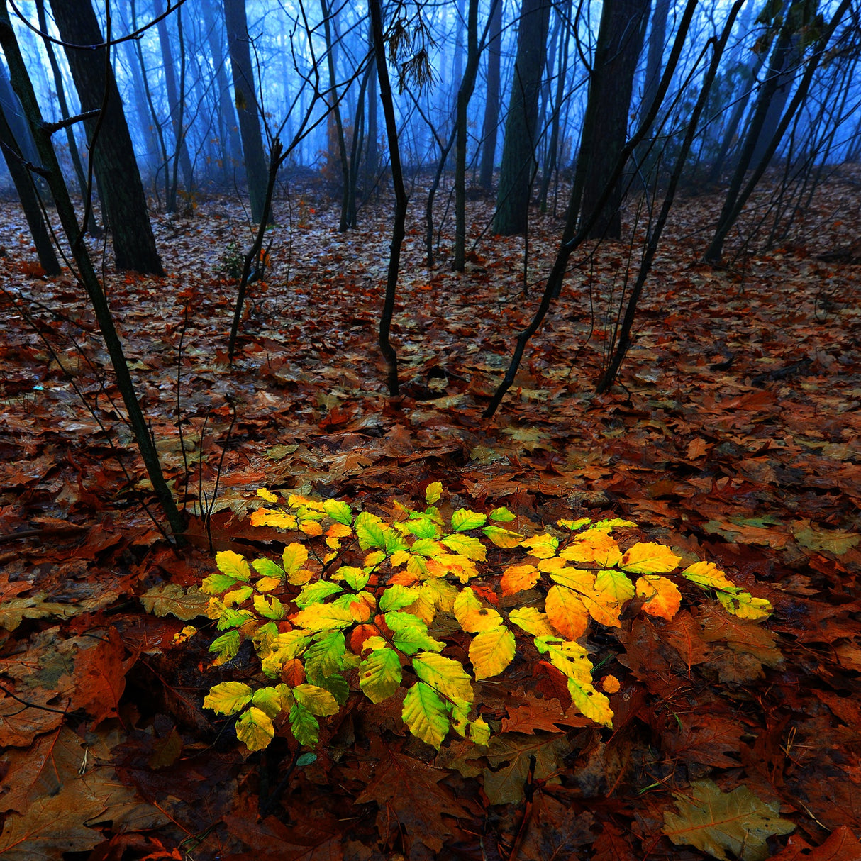 Delighted beech Poster och Canvastavla