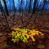 Delighted beech Poster och Canvastavla