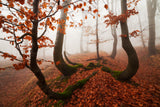 Fairytale Forest Poster och Canvastavla