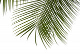 Palm Leaves Foliage Photo III Poster och Canvastavla
