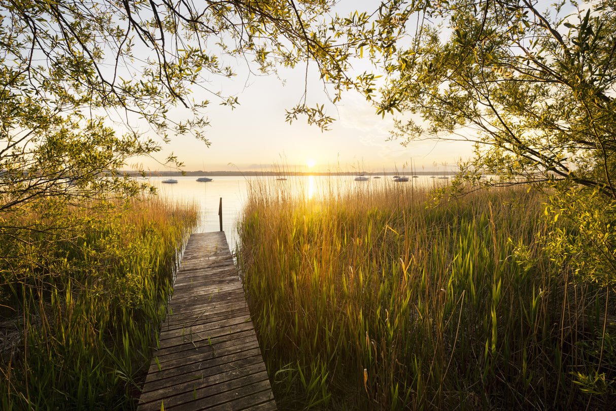 Golden Jetty Poster och Canvastavla