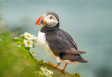 Atlantic Puffin Poster och Canvastavla