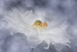 Floral flight Poster och Canvastavla