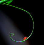 Lady Bug and Curve Poster och Canvastavla