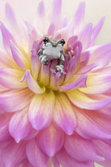 Baby Amazon Milk Frog Poster och Canvastavla