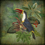 Toucan Poster och Canvastavla