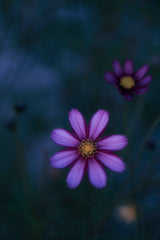 Flowers of autumn Poster och Canvastavla
