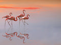 flamingos family Poster och Canvastavla