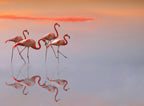 flamingos family Poster och Canvastavla