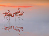 flamingos family Poster och Canvastavla