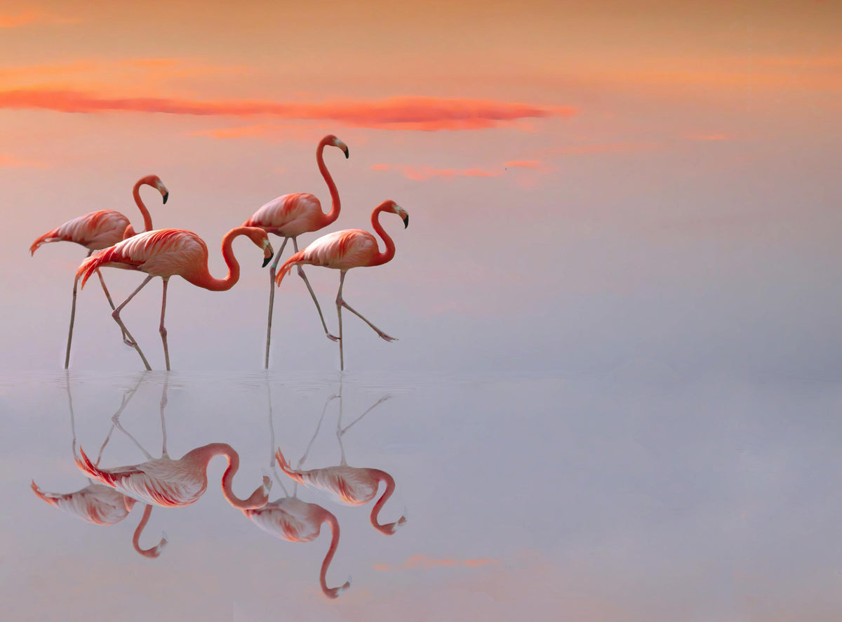 flamingos family Poster och Canvastavla