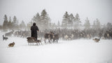 Arkadij drives a herd of reindeer Poster och Canvastavla