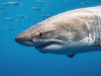 White shark portrait Poster och Canvastavla