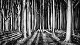 Ghost Forest Poster och Canvastavla