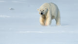 Lonely polar bear Poster och Canvastavla