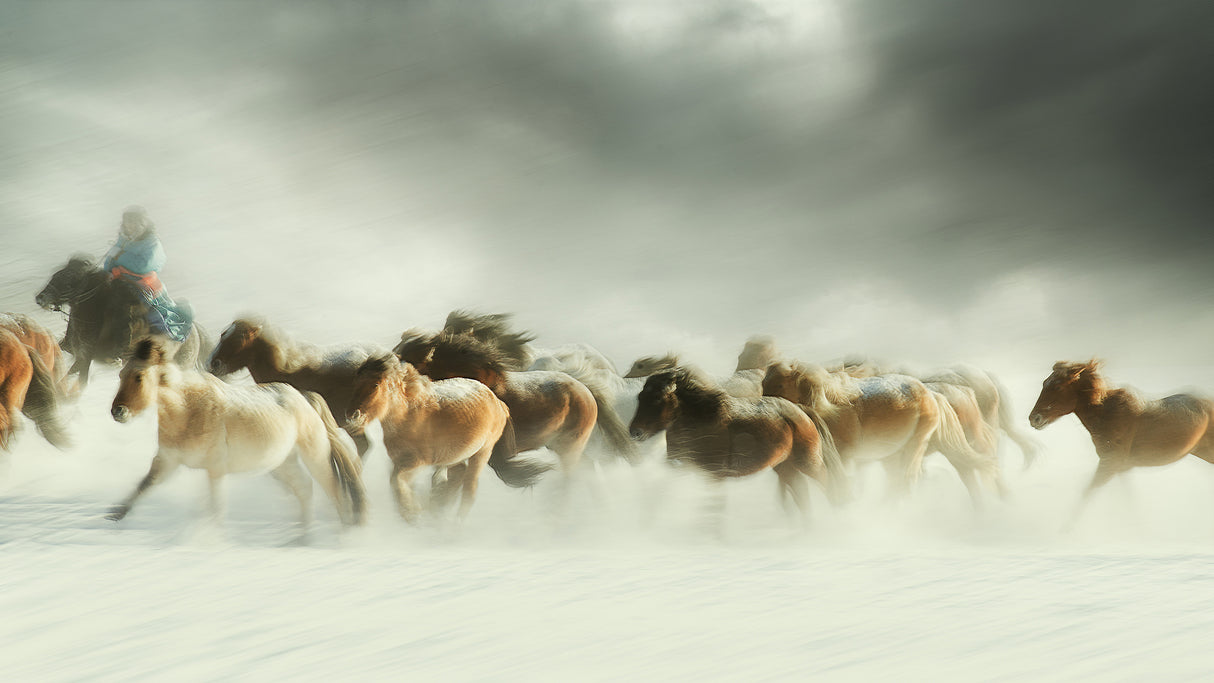 Horses gallop Poster och Canvastavla