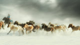 Horses gallop Poster och Canvastavla