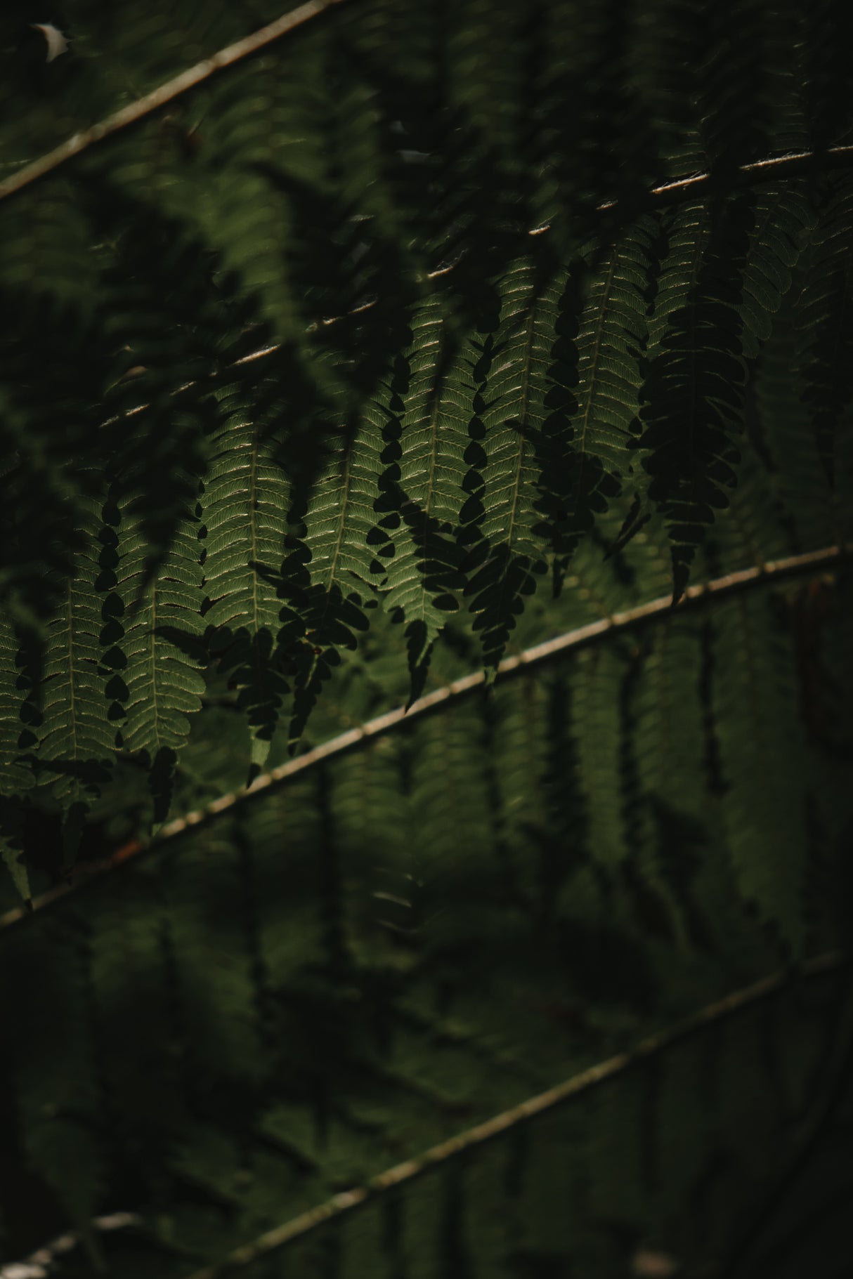Botanical Series - Fern 2/2 Poster och Canvastavla