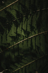 Botanical Series - Fern 2/2 Poster och Canvastavla