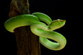 Viper (tropidolaemus subannulatus) Poster och Canvastavla