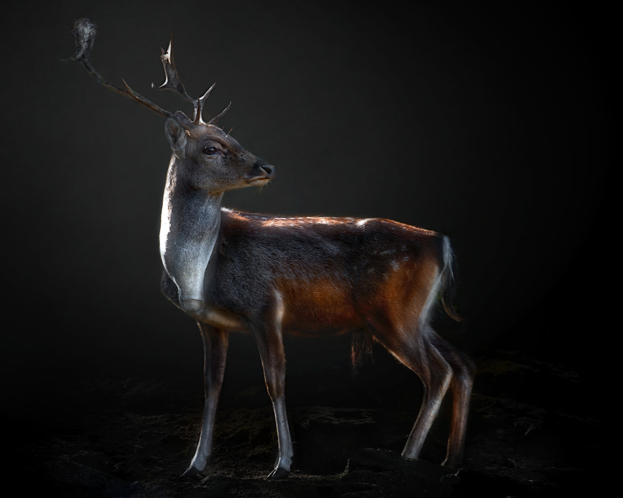 Fallow deer portrait Poster och Canvastavla