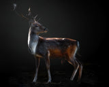 Fallow deer portrait Poster och Canvastavla