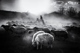 Sheep Herd Poster och Canvastavla