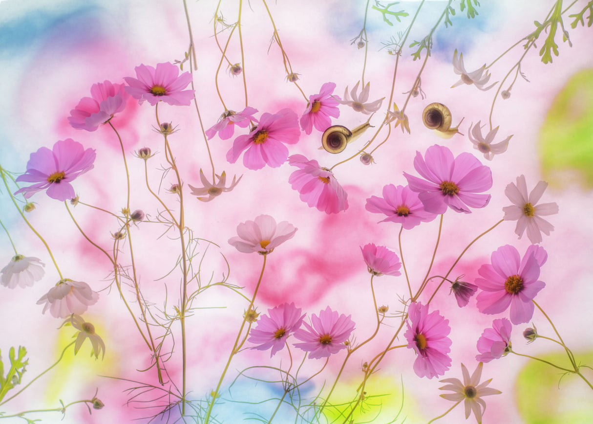 autumn dream Poster och Canvastavla