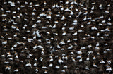 Overcrowded Poster och Canvastavla