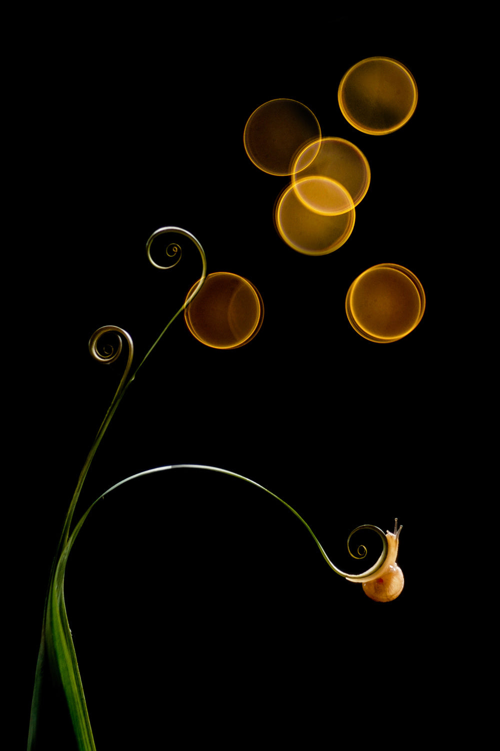 The Snail and Light Poster och Canvastavla
