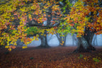 Autumn colors Poster och Canvastavla