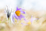 Wild Pasque Flowers - still freezing Poster och Canvastavla