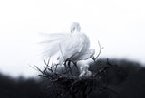 Mother and baby birds Poster och Canvastavla