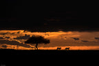 Cheetahs at dawn Poster och Canvastavla