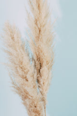 Pampas Grass Blue 02 Poster och Canvastavla