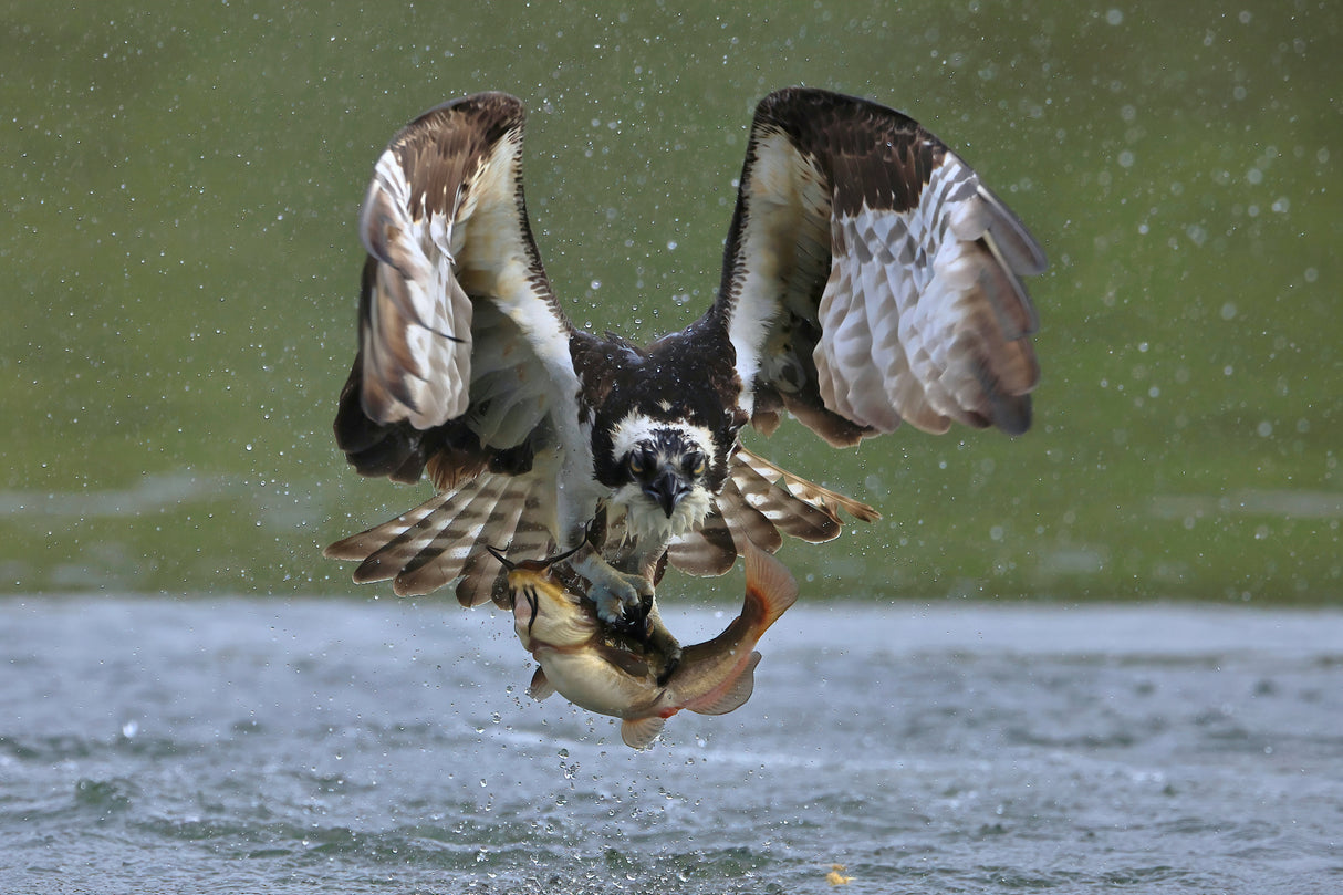 Osprey in hunting Poster och Canvastavla