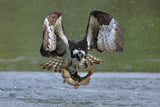 Osprey in hunting Poster och Canvastavla