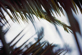 Palm Branches Poster och Canvastavla