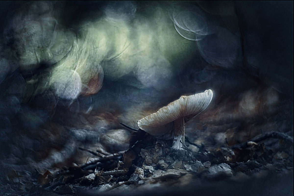 Autumn glance Poster och Canvastavla