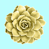 Yellow Succulents on Teal Poster och Canvastavla