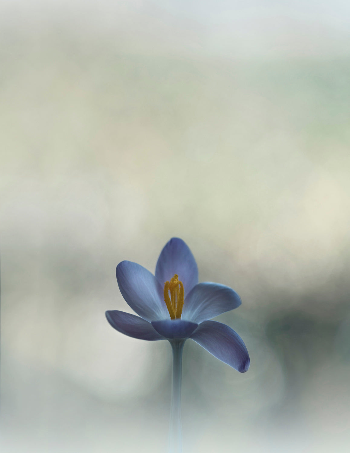 Crocus in the window Poster och Canvastavla