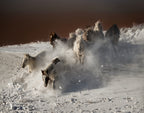 Running Horses Poster och Canvastavla